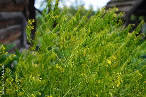 woad in flower (Isatis tinctoria) known also as dyer's woad or glastum. photo