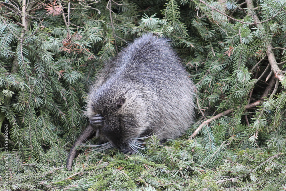 Obraz premium Close up of a single beaver