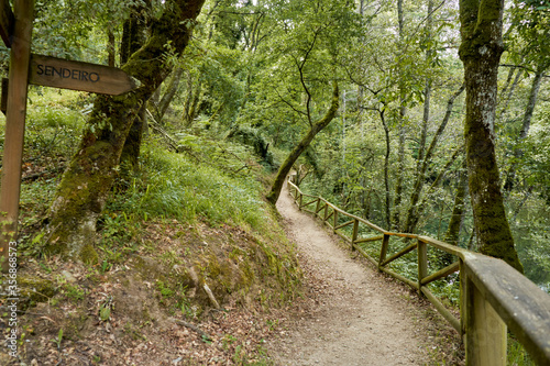 

Aceas hiking route in Sarria Lugo Galicia, in spring, dirt roads surrounded by autochthonous ancient trees, oaks, chestnut trees