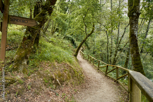 

Aceas hiking route in Sarria Lugo Galicia, in spring, dirt roads surrounded by autochthonous ancient trees, oaks, chestnut trees photo