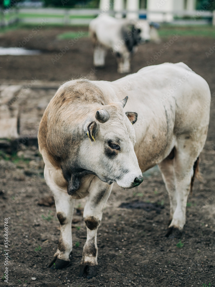 breed of Argentine bull reared for meat breed of Argentine bull reared for meat