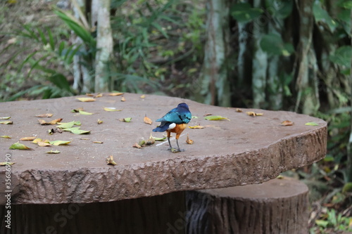 Photography Etourneau du jardin zoologique de Kuala Lumpur, Malaisie