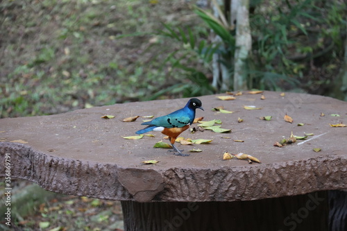 Etourneau bleu du jardin zoologique de Kuala Lumpur, Malaisie photo