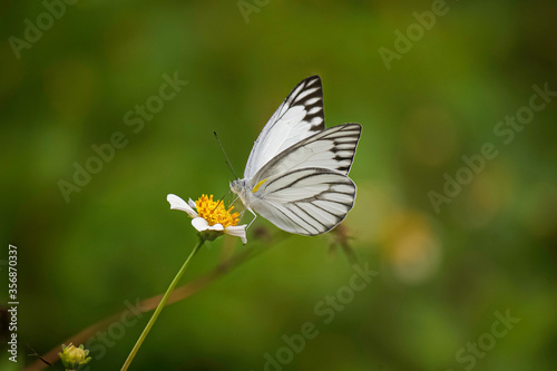 butterfly on a flower © Ibnu Aji Anggoro