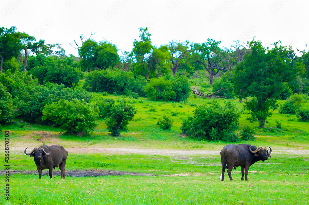 Buffalos in Chobe National Park - Botswana Buffalos in Chobe National Park - Botswana
