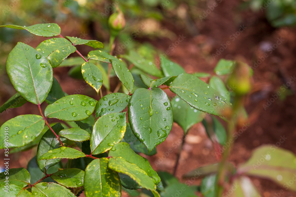 morning dew drops on the leaves with sunlight. morning dew drops on the leaves with sunlight.