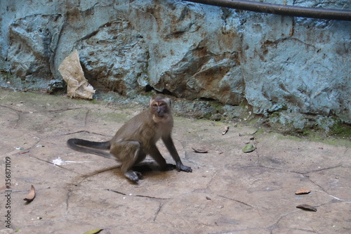 Photography Singe, grottes de Batu à Kuala Lumpur, Malaisie