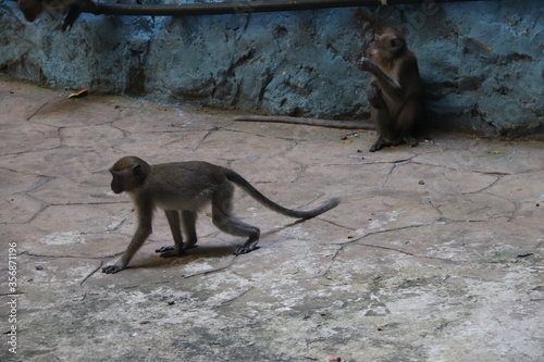 Canvas Print Singes, grottes de Batu à Kuala Lumpur, Malaisie