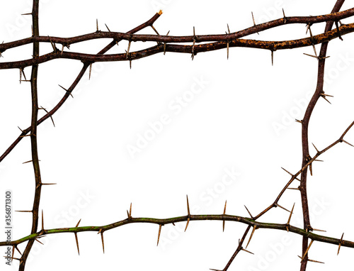 Photography Isolated Frame made from thorns with water drop on white background