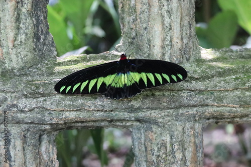 Photography Monarque, parc à papillons à Kuala Lumpur, Malaisie