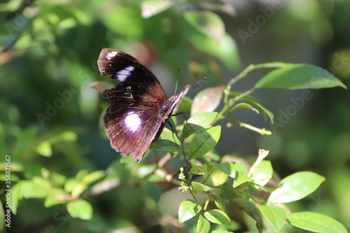 Photography Papillon, parc à papillons à Kuala Lumpur, Malaisie