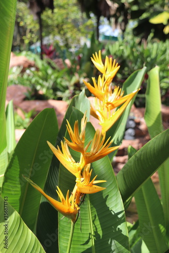 Photography Fleur tropicale, parc floral à Kuala Lumpur, Malaisie