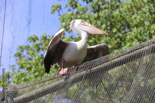 Photography Pélican du jardin zoologique de Kuala Lumpur, Malaisie