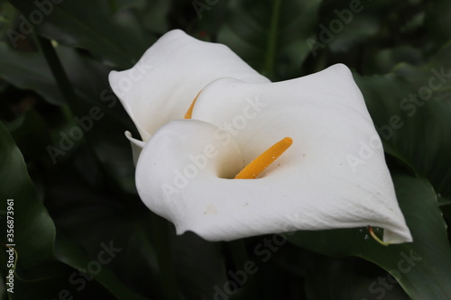 Fototapeta Naklejka Na Ścianę i Meble -  Fleurs blanches, jardin botanique à Cameron Highlands, Malaisie	