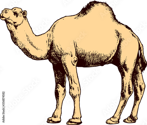 cartoon camel on white background