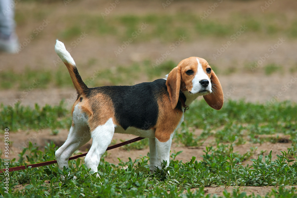 Two month old beagle puppy stands on green grass on a summer morning