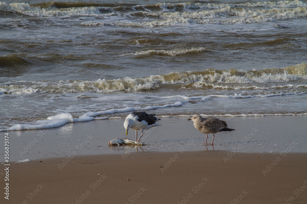 two seagulls and a dead fish on the beach of the North Sea