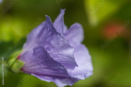 Close-up of a blue hibiscus blossom in full bloom