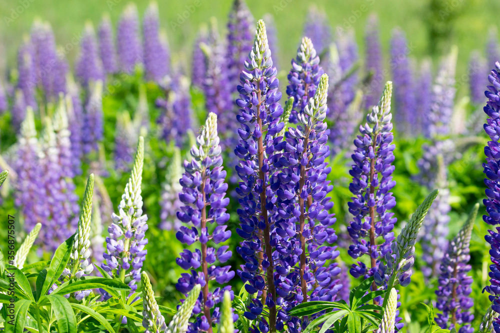 Obraz premium A large meadow of lupine flowers in early summer.