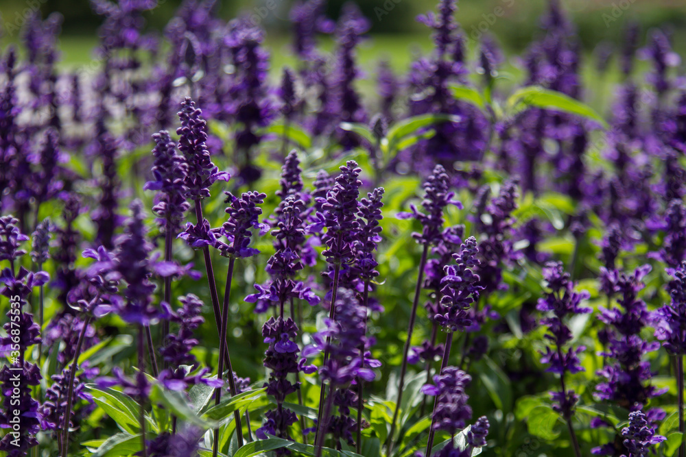 Field of blooming lavender Field of blooming lavender
