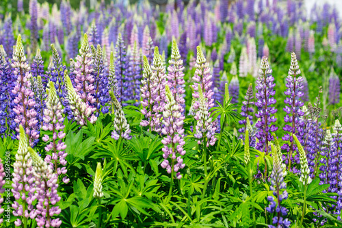 A large meadow of lupine flowers in early summer.