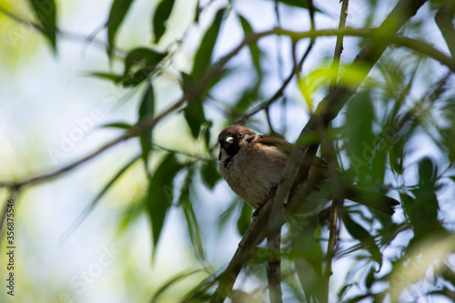 Sparrow sits on a tree branch and looks