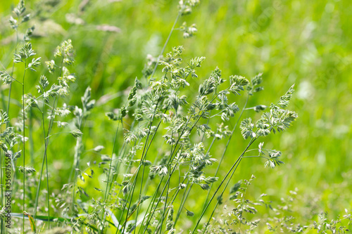Young and fresh, green grass in summer.