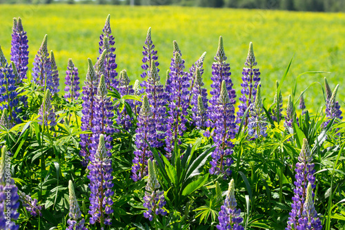 A large meadow of lupine flowers in early summer.