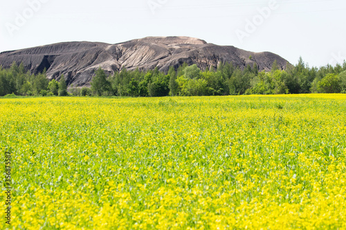 Yellow flowers of the rapeseed field.