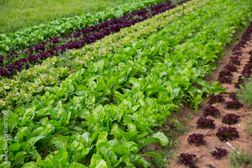 Swiss chard growing on plantation photo