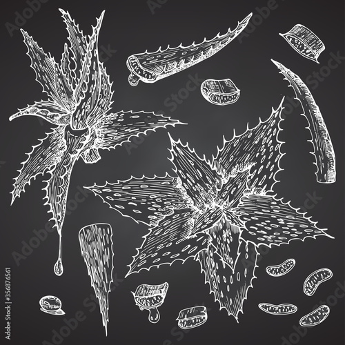 Set of Aloe vera hand drawn patterns with lives and flower in white color isolated on chalk board background. Retro vintage graphic design Botanical sketch drawing