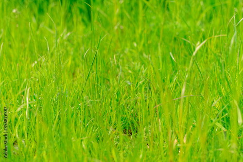 green grass texture. background of green grass with selective focus.