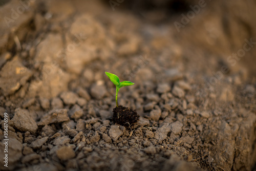 green plant of sprout with a piece of soil.Save Earth and organic ,ecology concept.