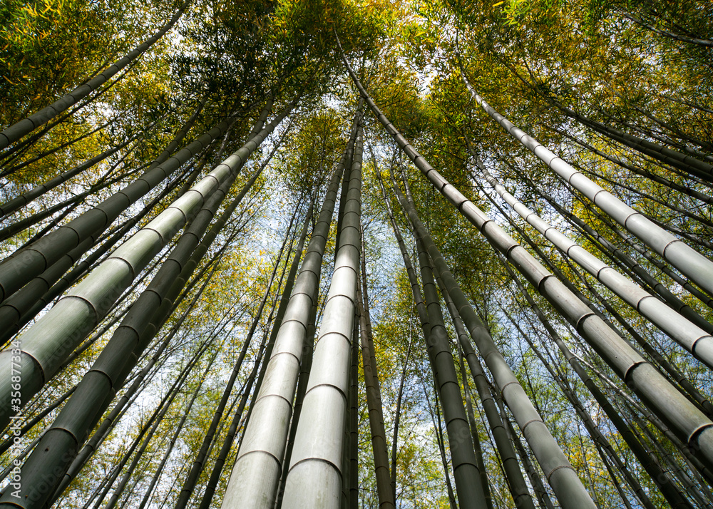 bamboo forest in japan bamboo forest in japan