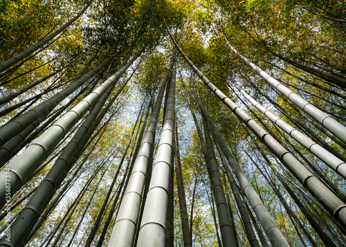 bamboo forest in japan
