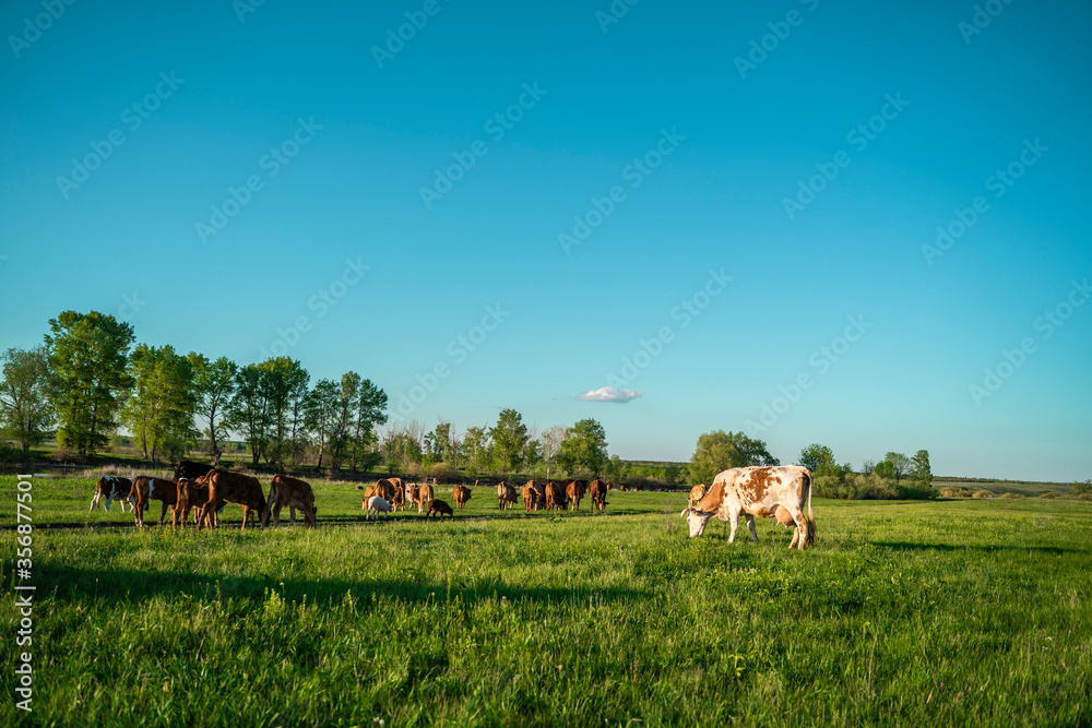 A large herd of cows,sheep and horses grazes in the meadow.Green Forest.