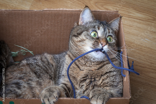 A beautiful sweet cat lies inside a cardboard box. The cat in the box looks at you with a bizarre look. Cardboard box and cat. The cat loves to play with a cardboard box.