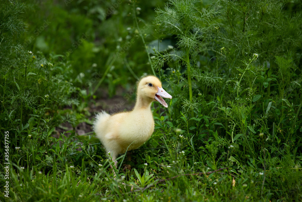 cheerful duckling in the grass cheerful duckling in the grass