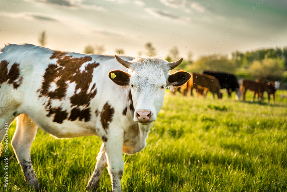 Brown and spotted cows graze in the meadow and look at the camera. Green Forest. Brown and spotted cows graze in the meadow and look at the camera. Green Forest.