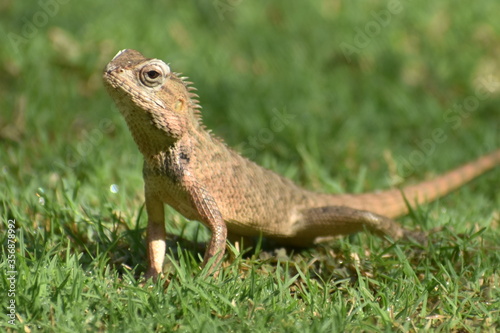 lizard on grass © Sudip