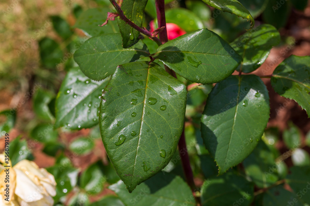 fresh wet leaf macro isolated on green garden background fresh wet leaf macro isolated on green garden background