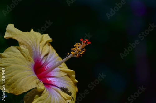 close up of a yellow flower