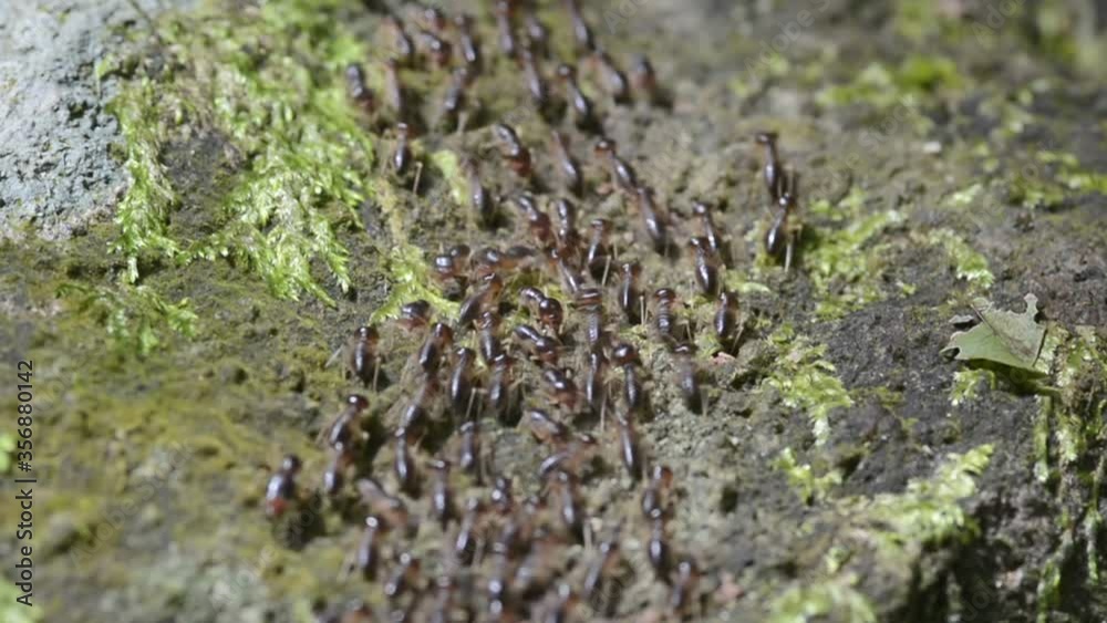 Termites eat wood of tree , Animals, wildlife in forest on rock Termites eat wood of tree , Animals, wildlife in forest on rock