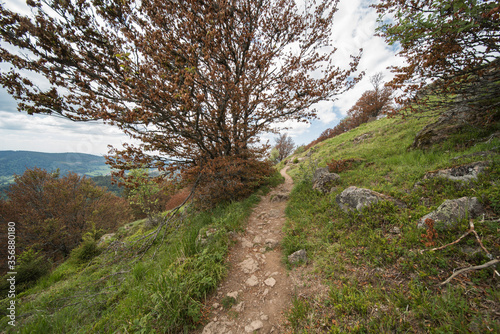 landscape in the black forest in germany at belchen which is 1414m high. photo