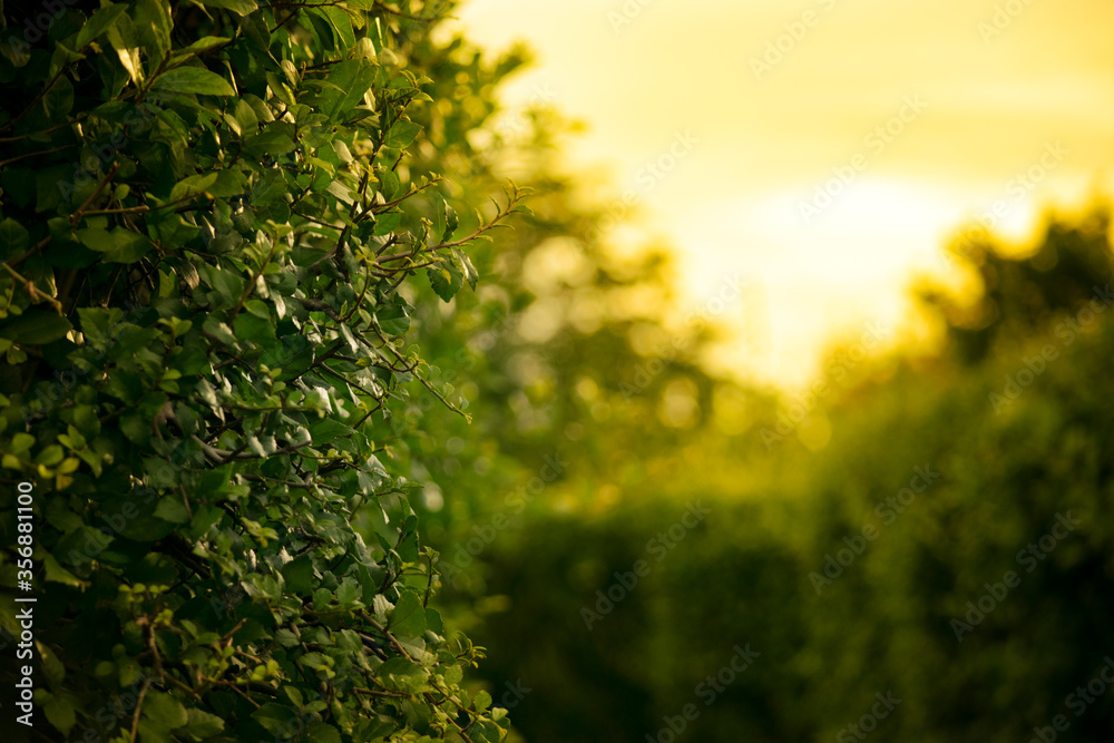 Background pattern of green leaves made of Fukien tea hedge.