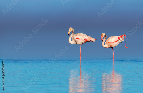 Wild african birds. Two birds of pink african flamingos  walking around the blue lagoon on a sunny day