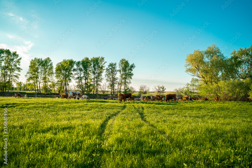 Herd of cows graze on the field. Green forest. Panoramic view