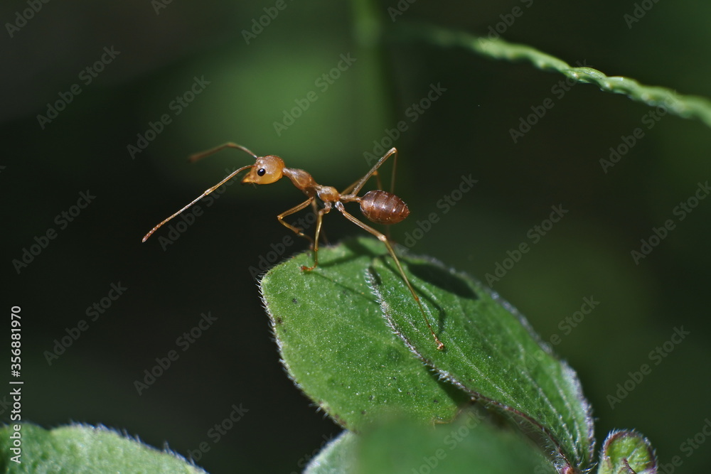 Weaver ant (Oecophylla smaragdina) or major worker Weaver ant (Oecophylla smaragdina) or major worker