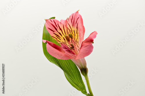 Tropic pink flower Alstroemeria aurea isolated on white background