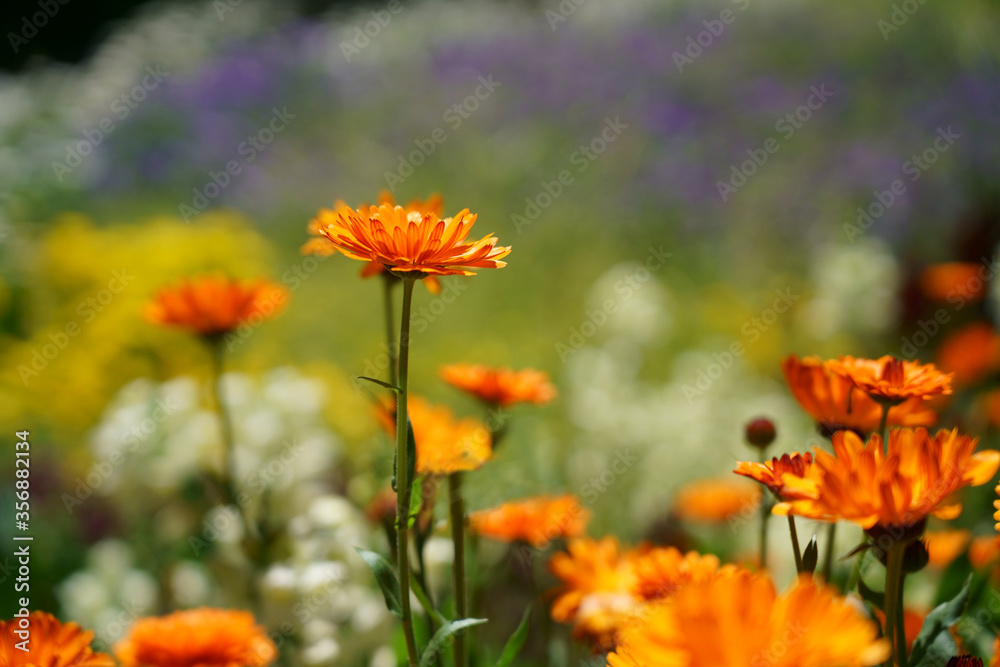 鮮やかなオレンジ色のキンセンカの花が咲く Stock Photo Adobe Stock